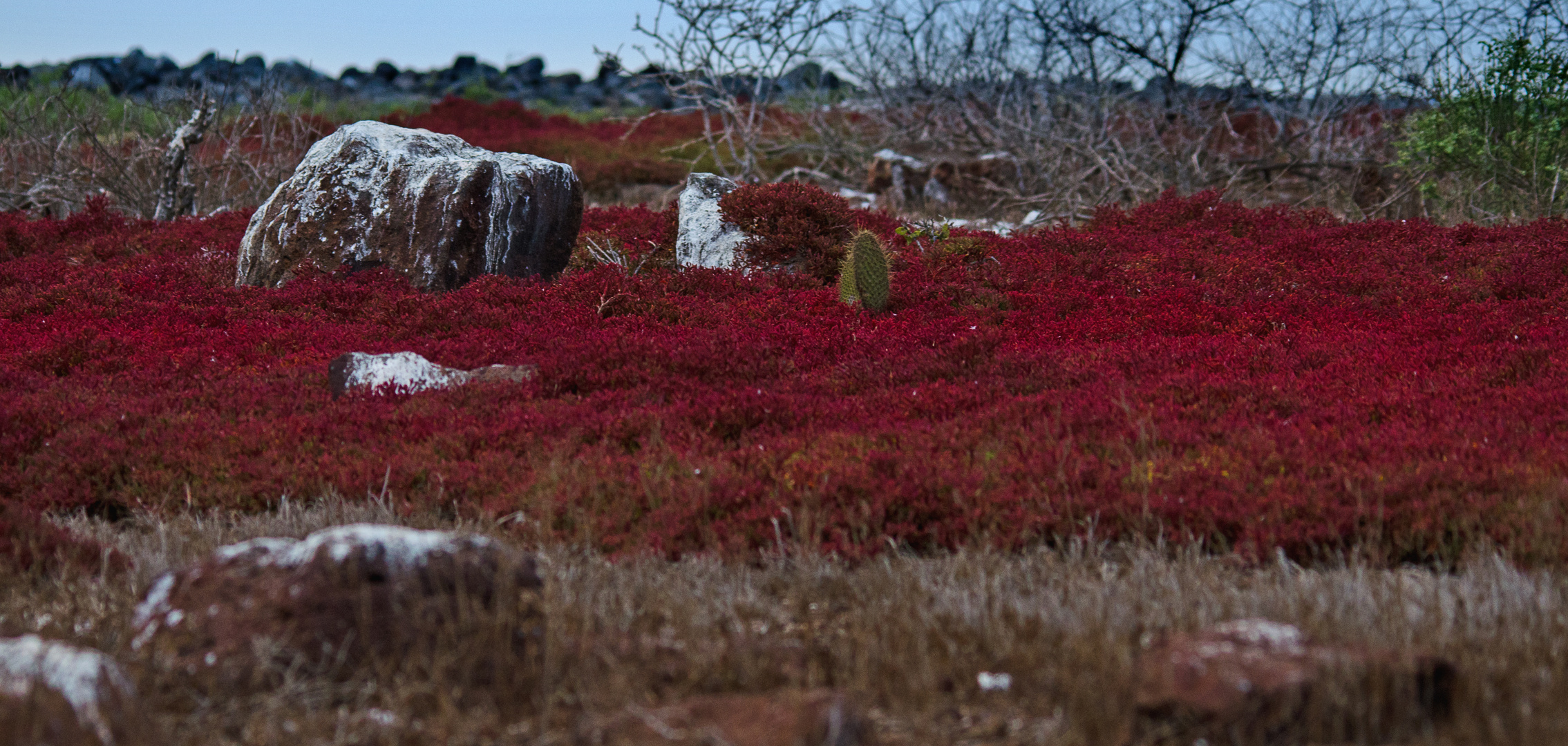 Galapagos Fields