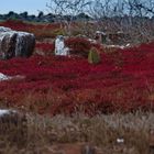 Galapagos Fields