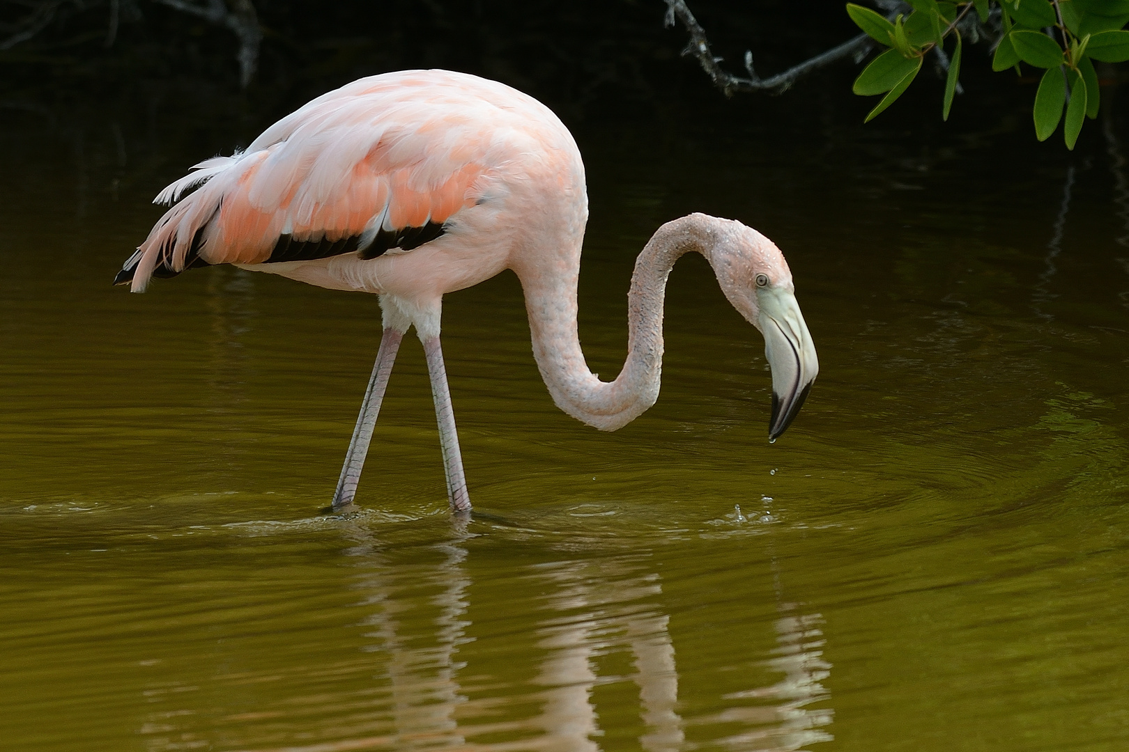 Galapagos - Flamingo
