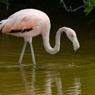 Galapagos - Flamingo