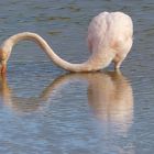 Galapagos - Flamingo im Wasser