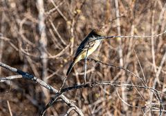 Galapagos Flycatcher,                       _DSC9488-2