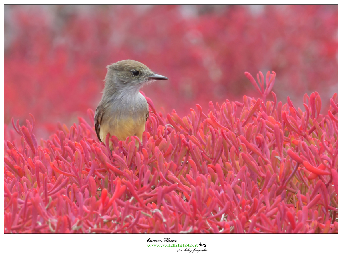 Galapagos flycatcher workshop https://www.wildlifefoto.it/