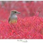 Galapagos flycatcher workshop https://www.wildlifefoto.it/