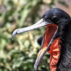 Galapagos, Fregattvogel