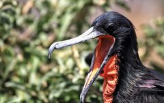 Galapagos, Fregattvogel