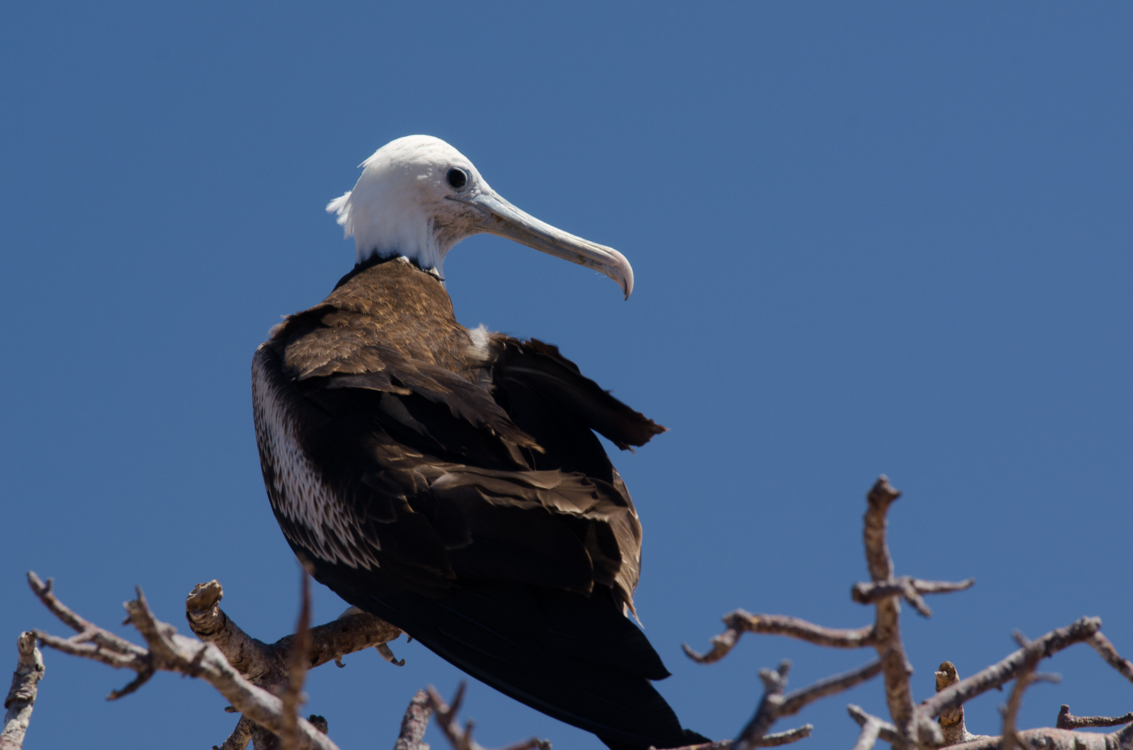 Galapagos, Fregattvogel