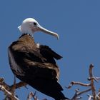 Galapagos, Fregattvogel