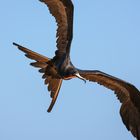 Galapagos - Fregattvogel