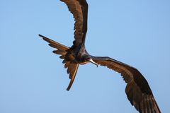 Galapagos - Fregattvogel