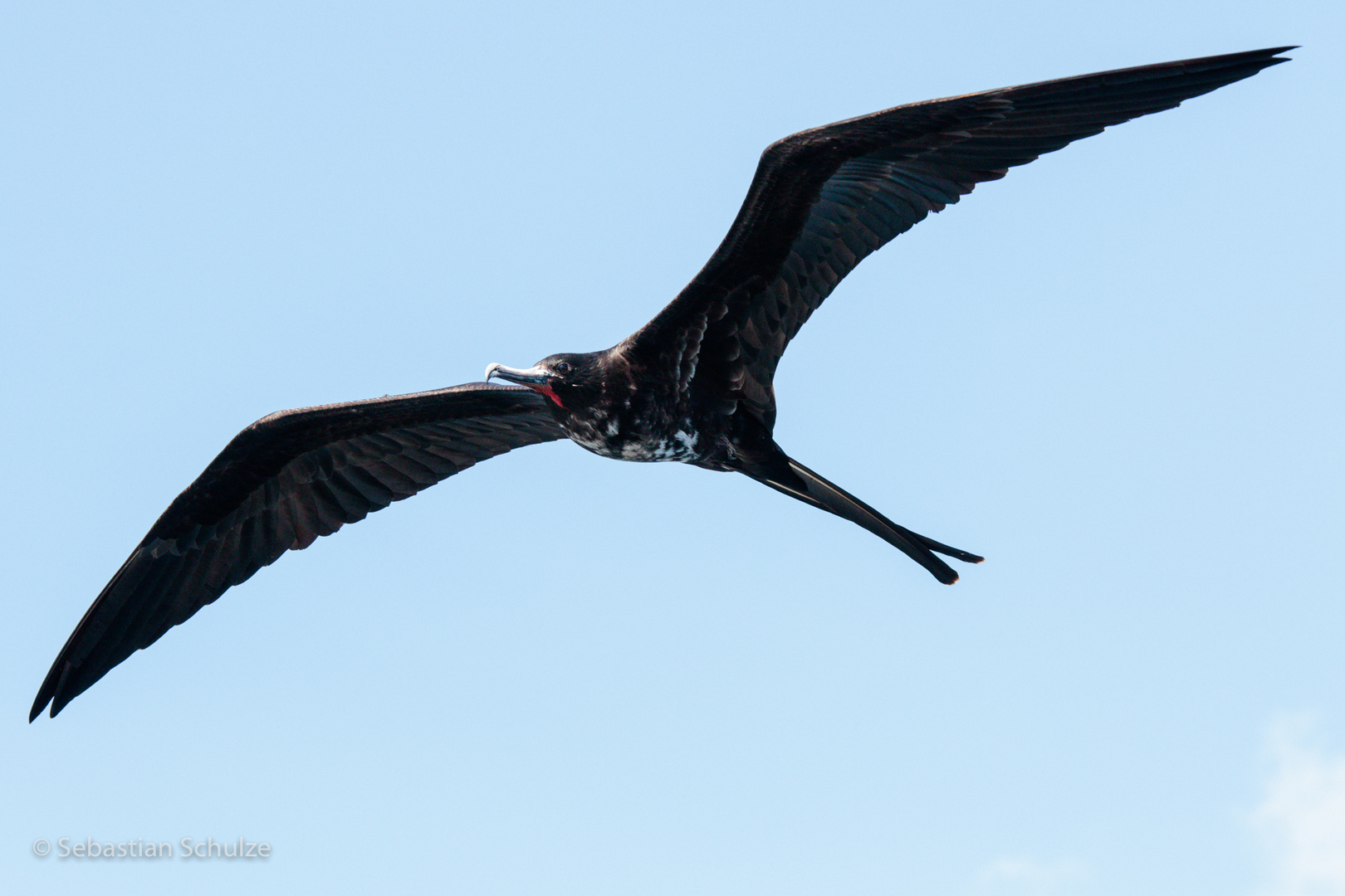 Galapagos - Fregattvogel II