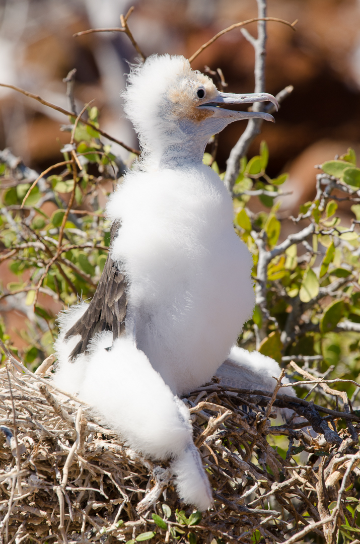 Galapagos, Fregattvogel-Küken
