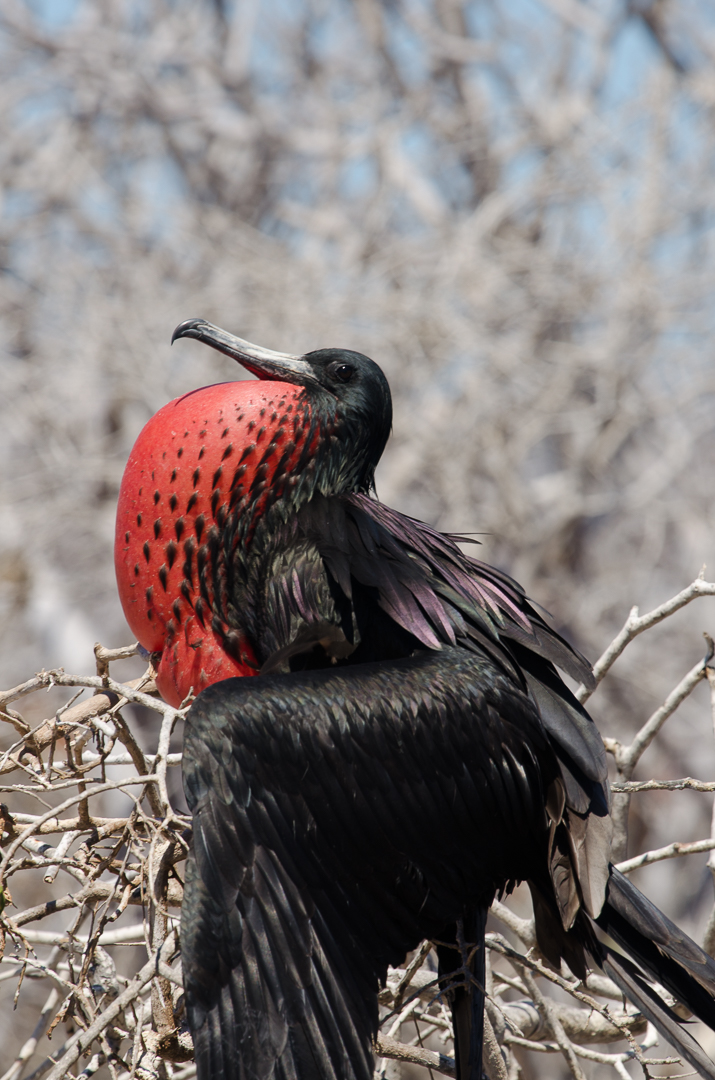 Galapagos, Fregattvogel-Männchen, während der Balzzeit mit rotem, aufgeplustertem Kehlkopf