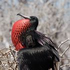 Galapagos, Fregattvogel-Männchen, während der Balzzeit mit rotem, aufgeplustertem Kehlkopf