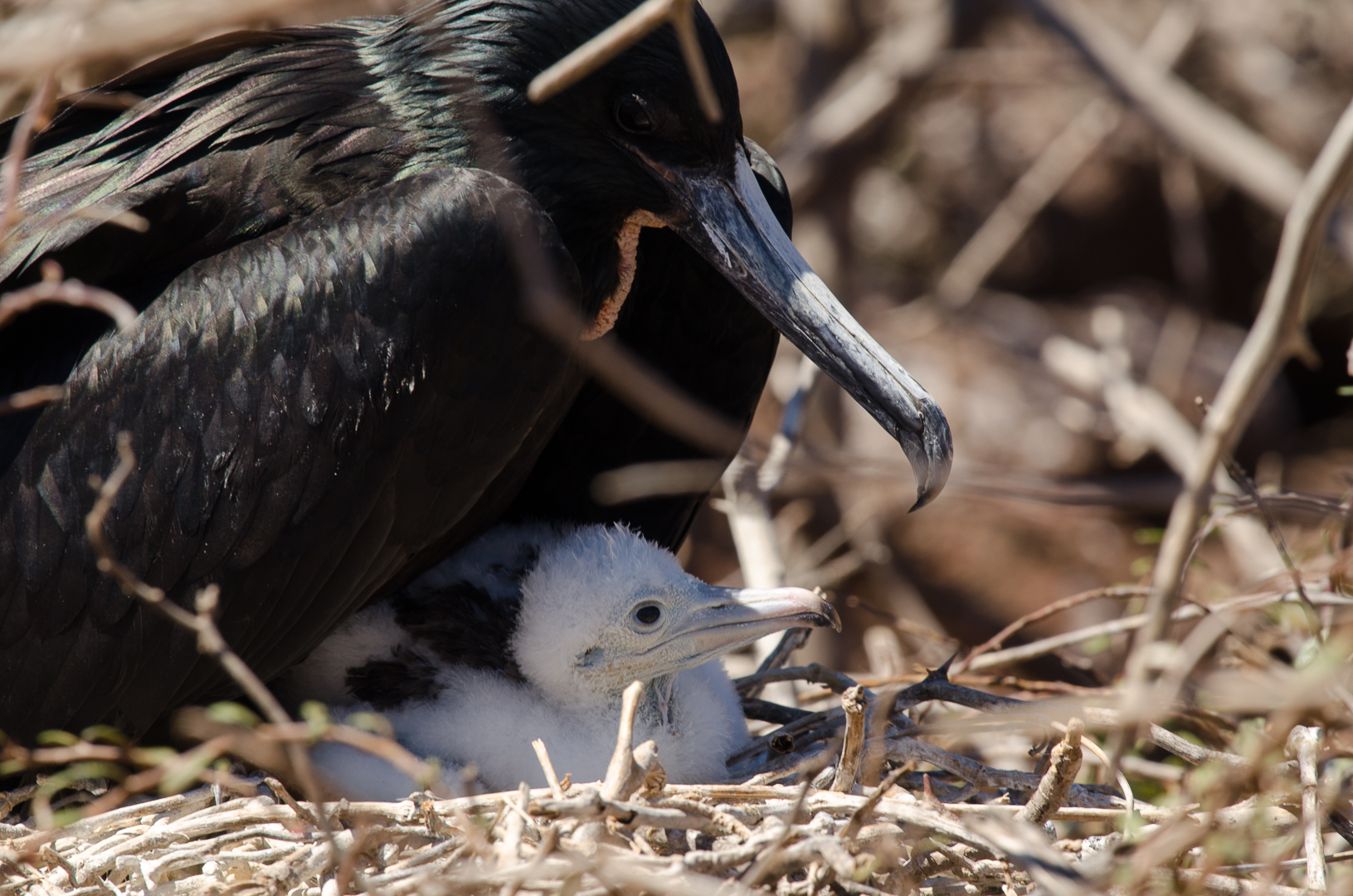 Galapagos, Fregattvogel mit ihrem Jungen