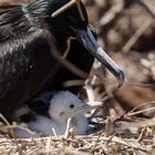 Galapagos, Fregattvogel mit ihrem Jungen