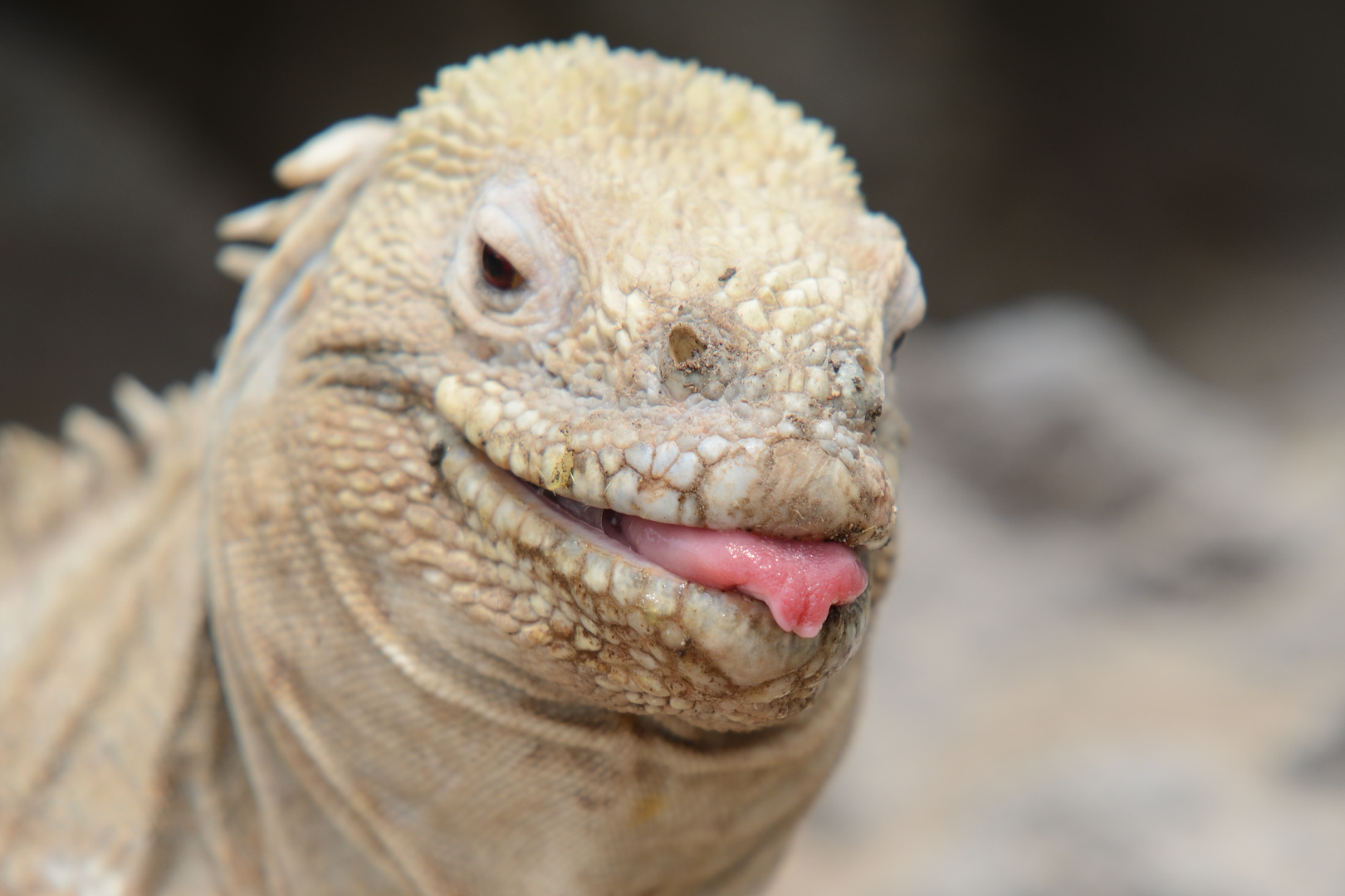 Galápagos Galapagos: Drusenkopf - Santa Fé Leguan auf Isabela