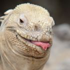 Galápagos Galapagos: Drusenkopf - Santa Fé Leguan auf Isabela