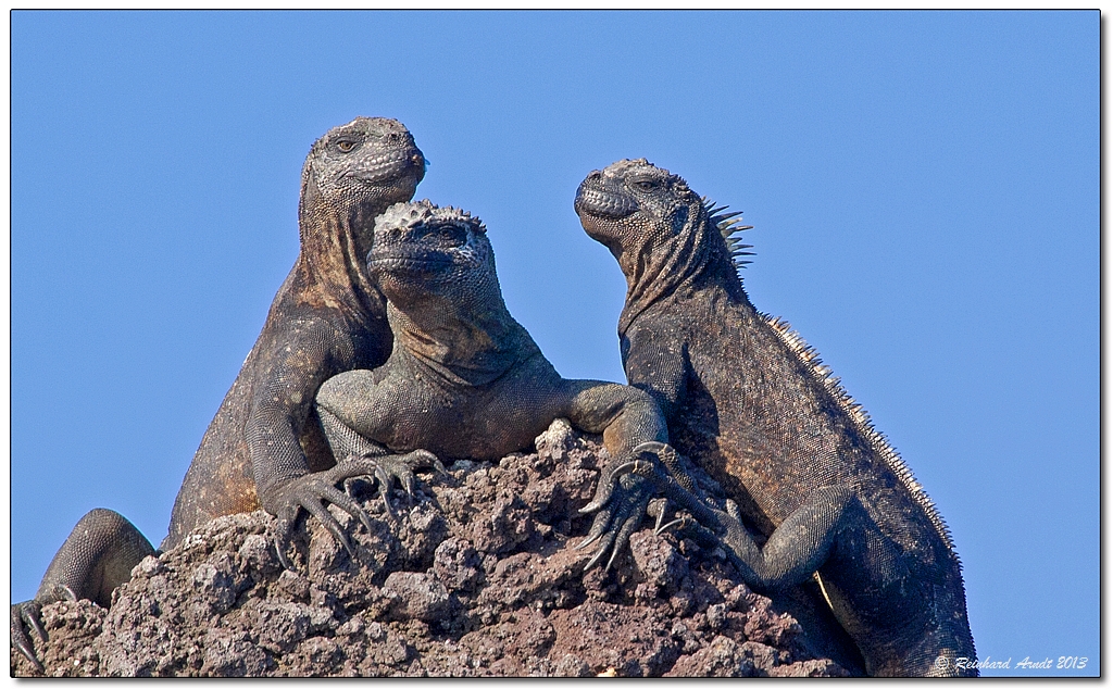 Galápagos Gang