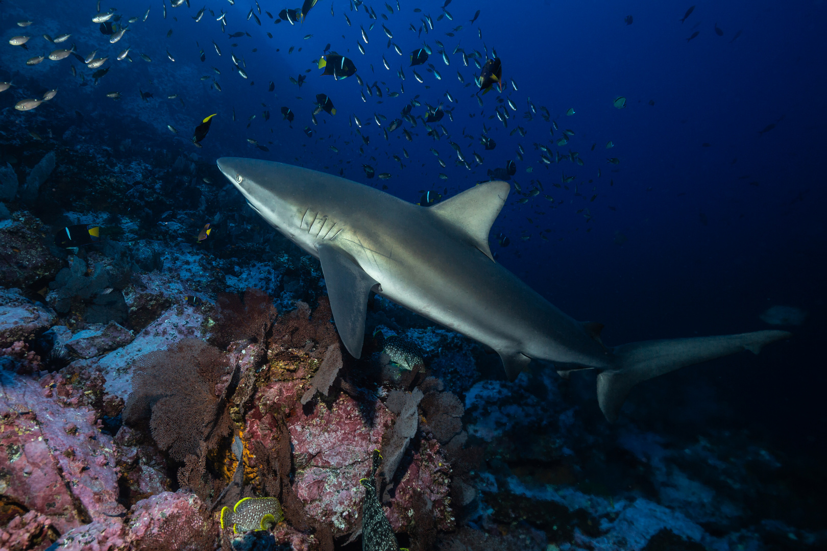 Galapagos Hai