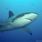 Galapagos Hai / Galapagos Shark