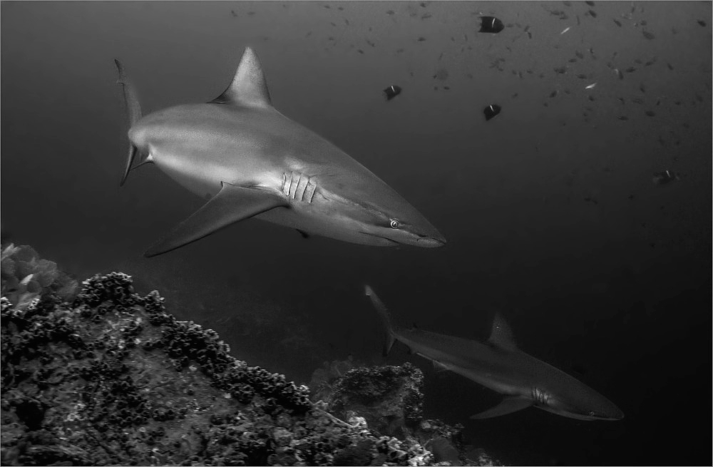 Galapagos-Haie SW-Bea von Reinhard