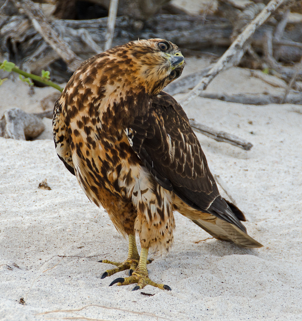 Galapagos Hawk