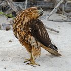 Galapagos Hawk