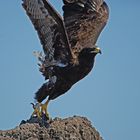 Galapagos Hawk Take Off