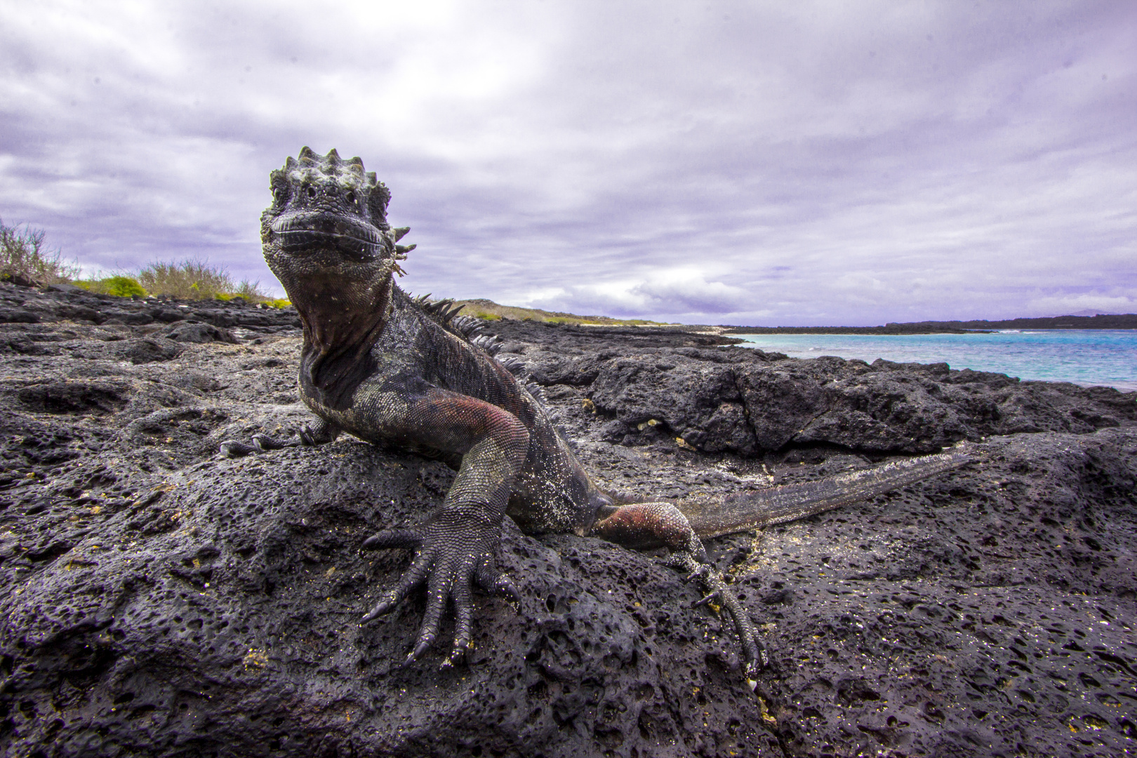 Galapagos Iguana