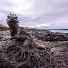 Galapagos Iguana