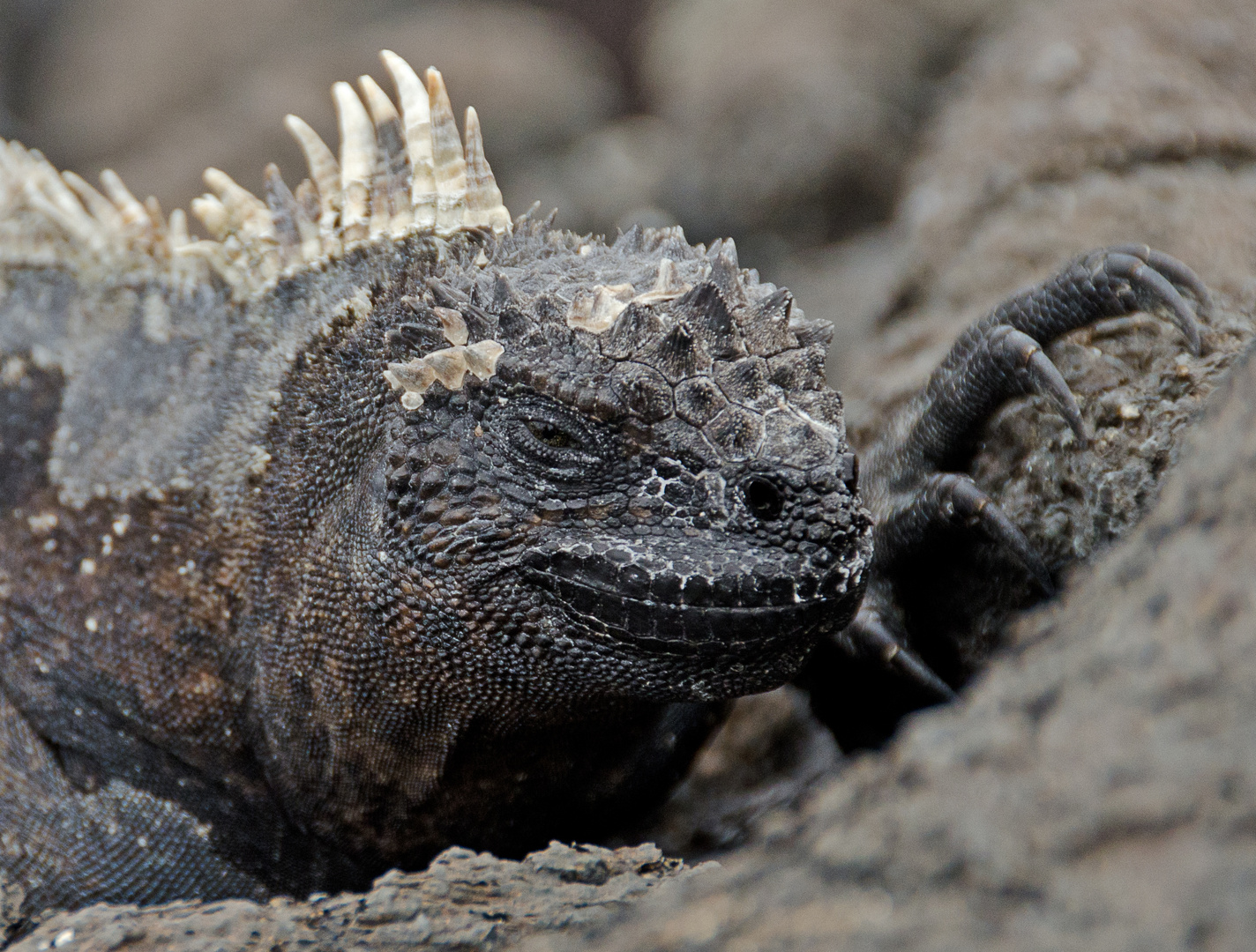 Galapagos Iguana on Lava