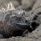 Galapagos Iguana on Lava
