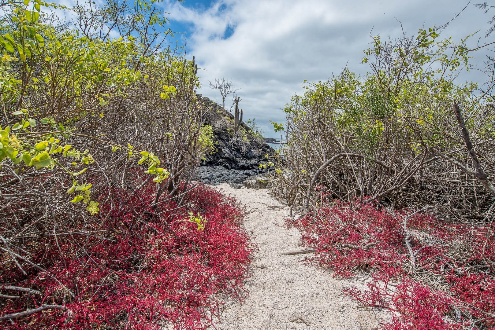 Galapagos-Isla Floreana-113