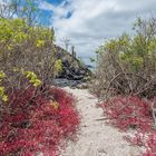 Galapagos-Isla Floreana-113