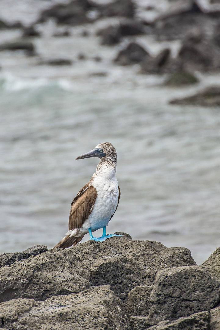 Galapagos-Isla Floreana-144