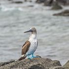 Galapagos-Isla Floreana-144