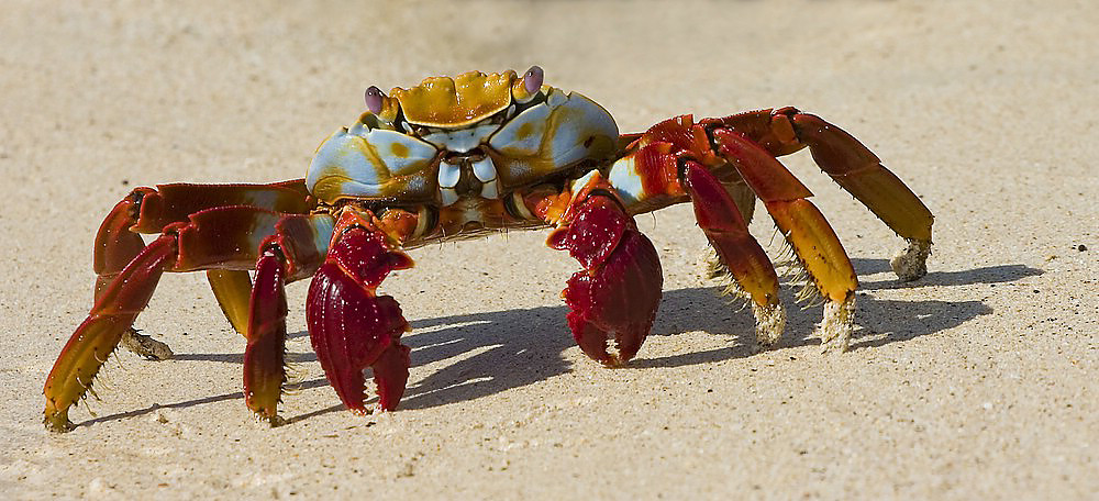 Galapagos Klippenkrabbe