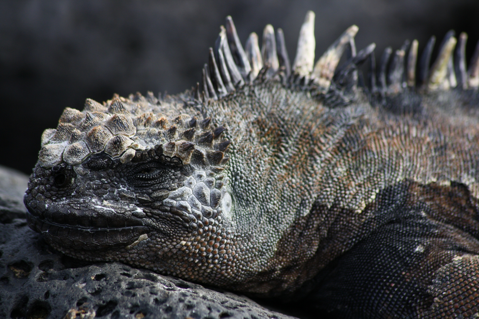 Galapagos, Kopf der Meerechse