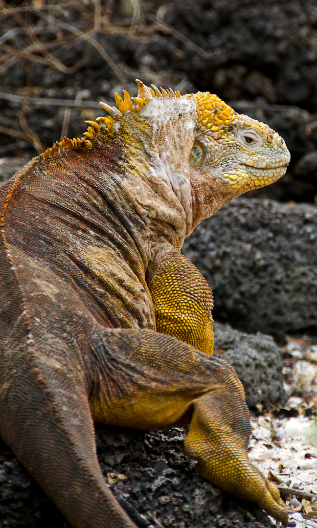 Galapagos Land Iguana