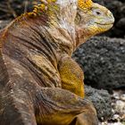 Galapagos Land Iguana