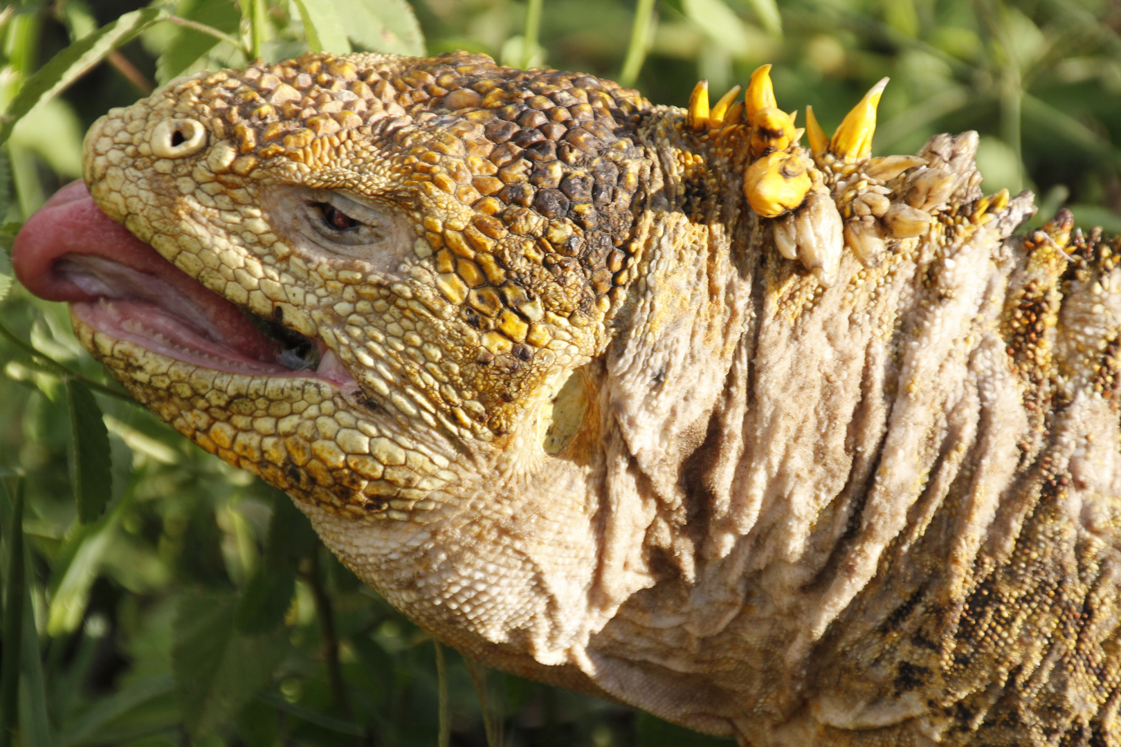 Galapagos Landechse(Conolophus subcristatus)