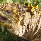 Galapagos Landechse(Conolophus subcristatus)