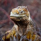 Galapagos-Landleguan