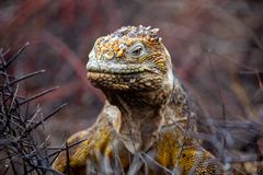 Galapagos-Landleguan