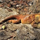 Galapagos Landleguan