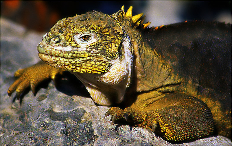 Galapagos-Landleguan