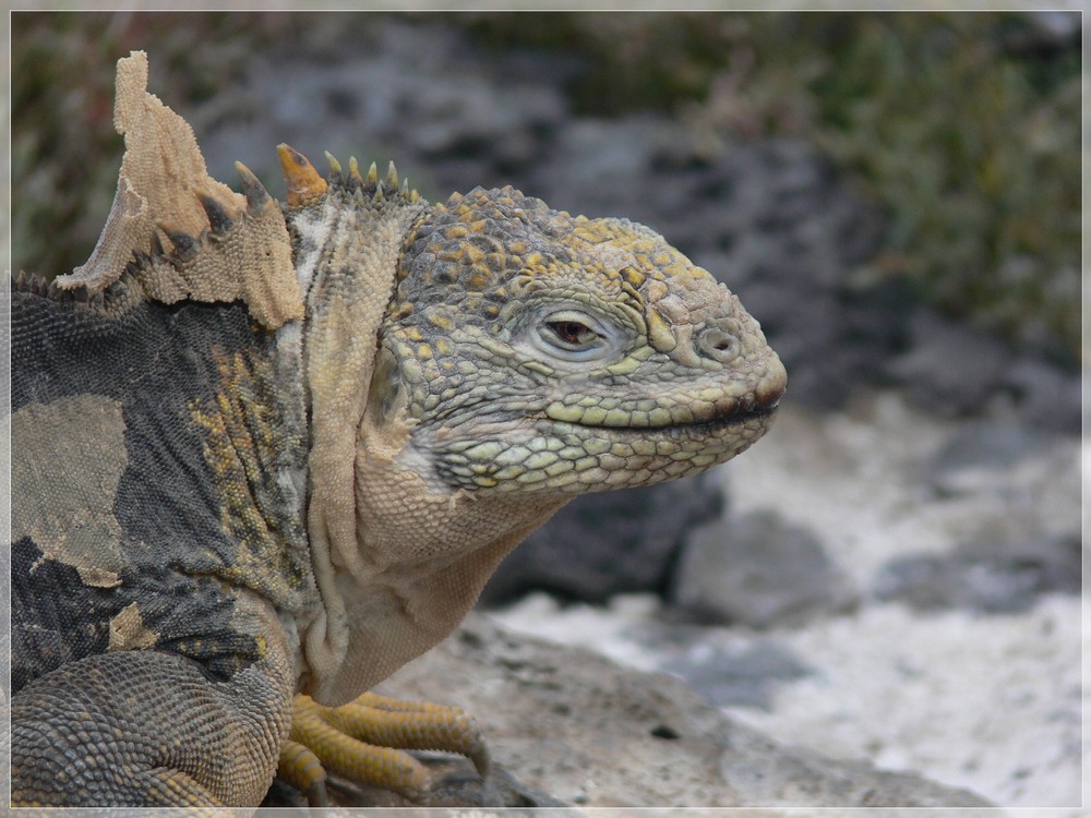 Galapagos-Landleguan