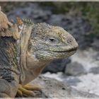 Galapagos-Landleguan