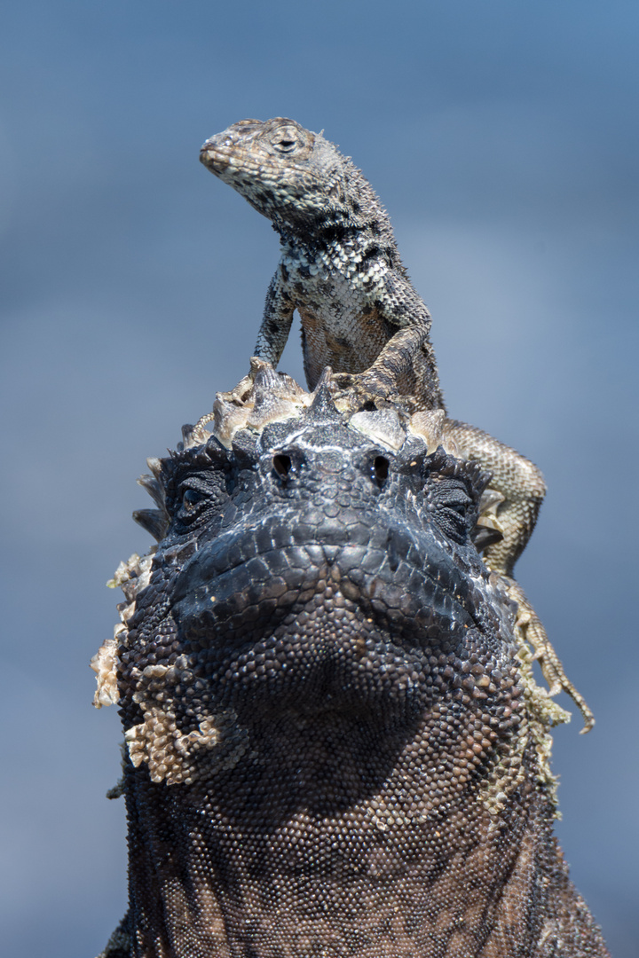 Galápagos lava lizard (Microlophus albemarlensis) auf einer Meerechse, Isabela, Galápagos